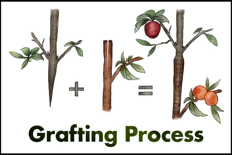 Grafting Process